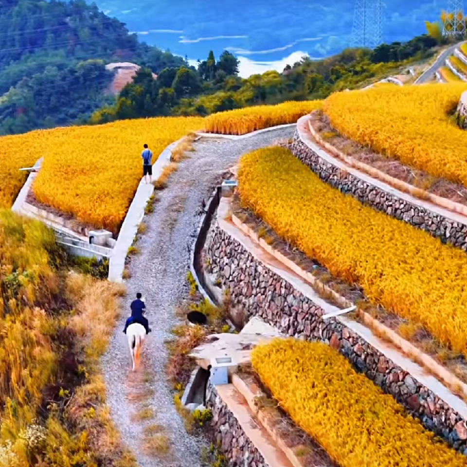 狮城之战海报