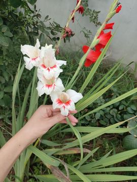 宝莉吖的图片