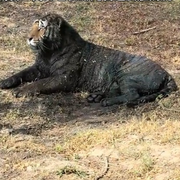 二埋汰🐅