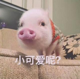 妮🐽崽🎤的图片