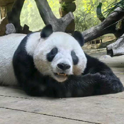 期待yyy