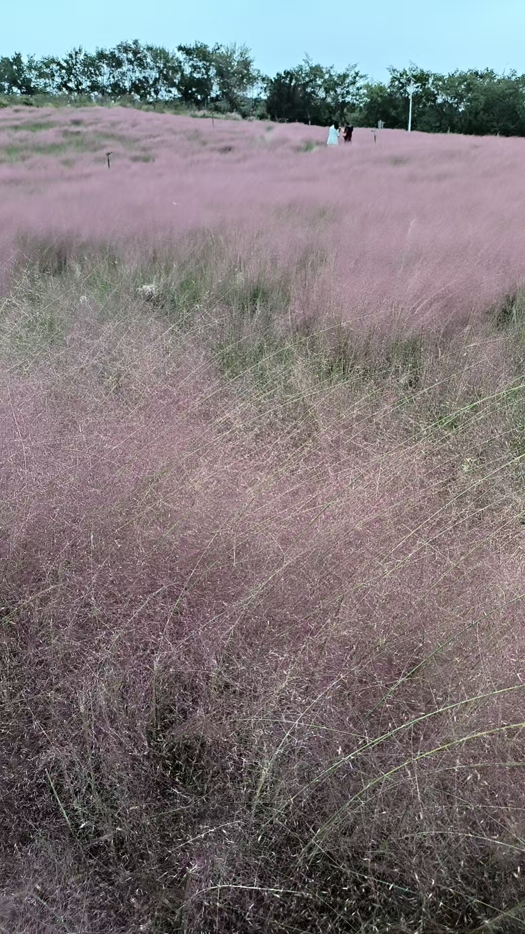 白芷~主播图片