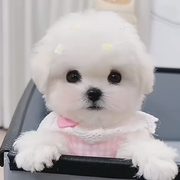 虚伪.@