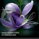 开心每一天ch$