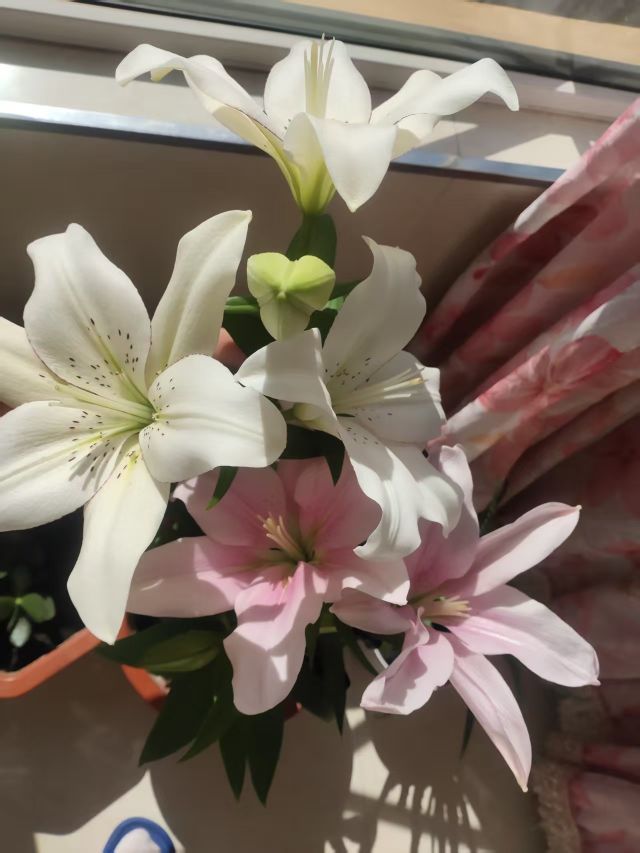 野百合饿晕了🌱🌱主播图片