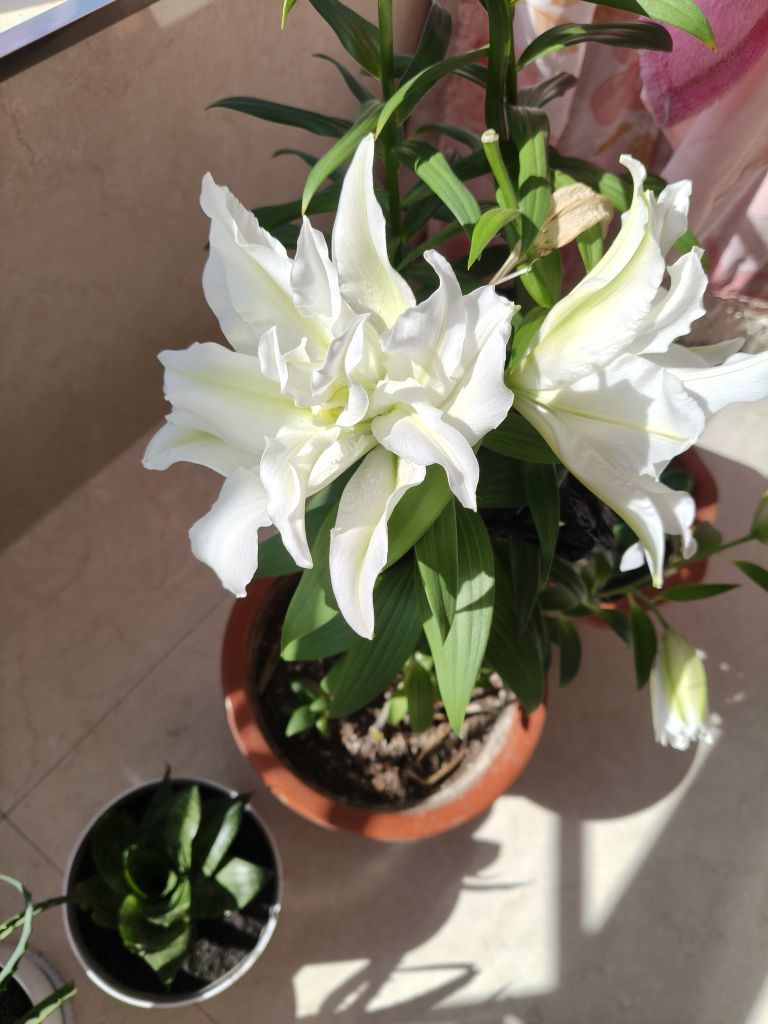 野百合饿晕了🌱🌱主播图片