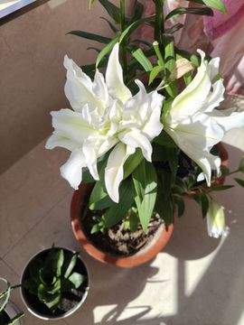 野百合饿晕了🌱🌱的图片