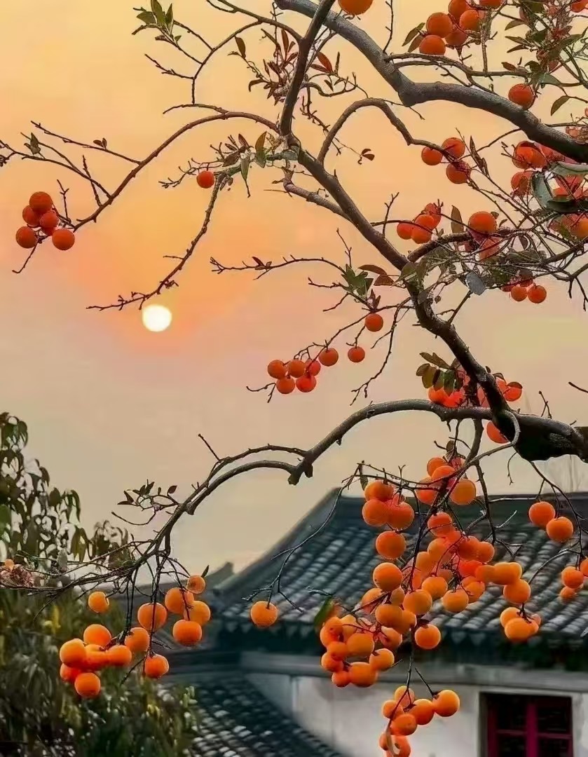 小喵(心累了)主播图片