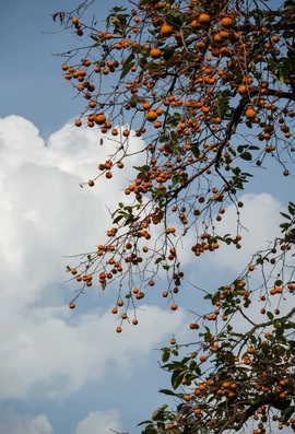 艾欣ღ好好播的图片