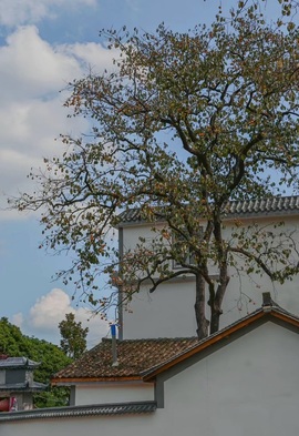 艾欣ღ好好播的图片