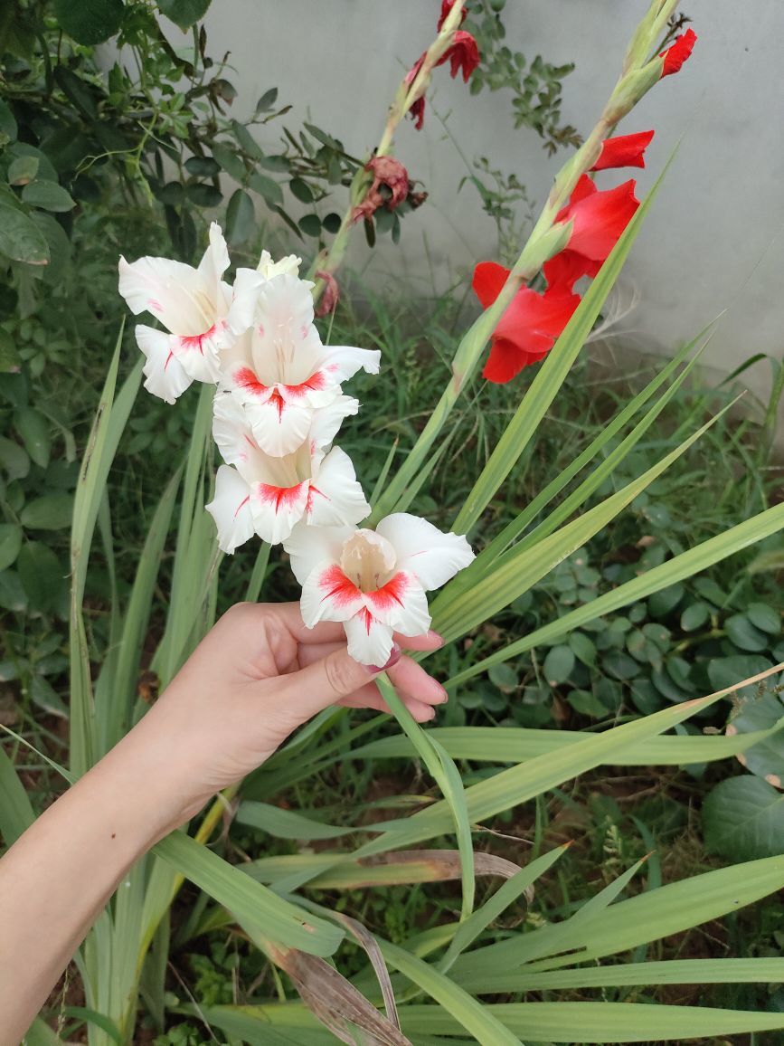 宝莉吖主播图片