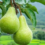 🍐能解渴吗的头像