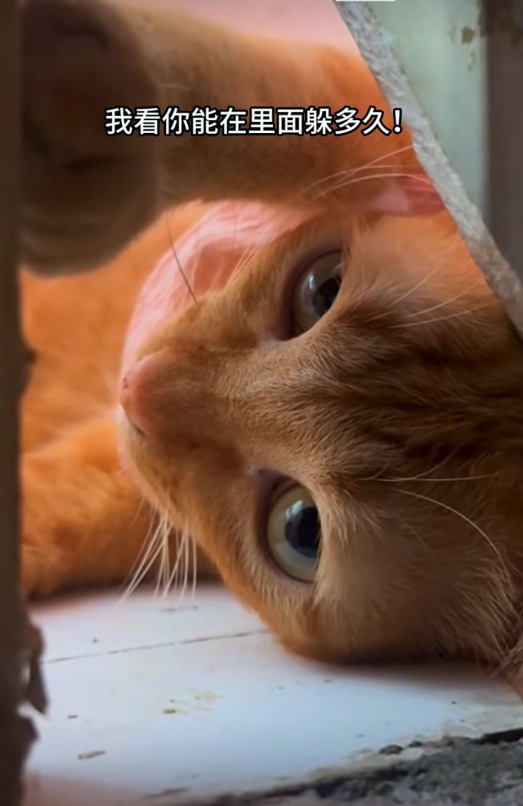 OnlySnow主播图片