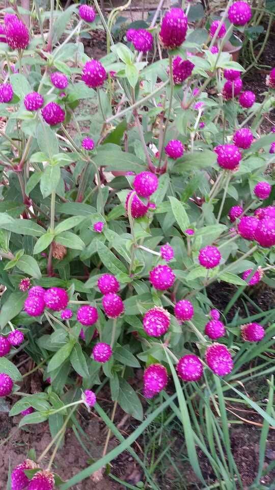 承传情主播图片