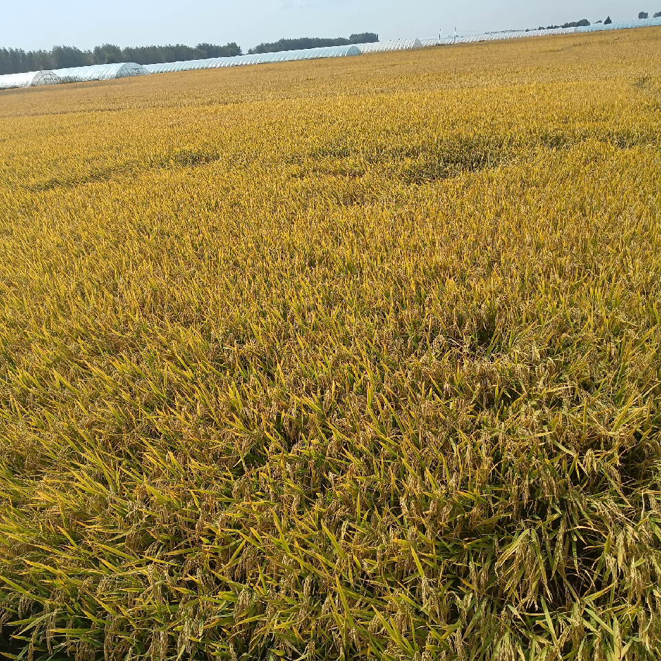 粮食❤️越来越好海报