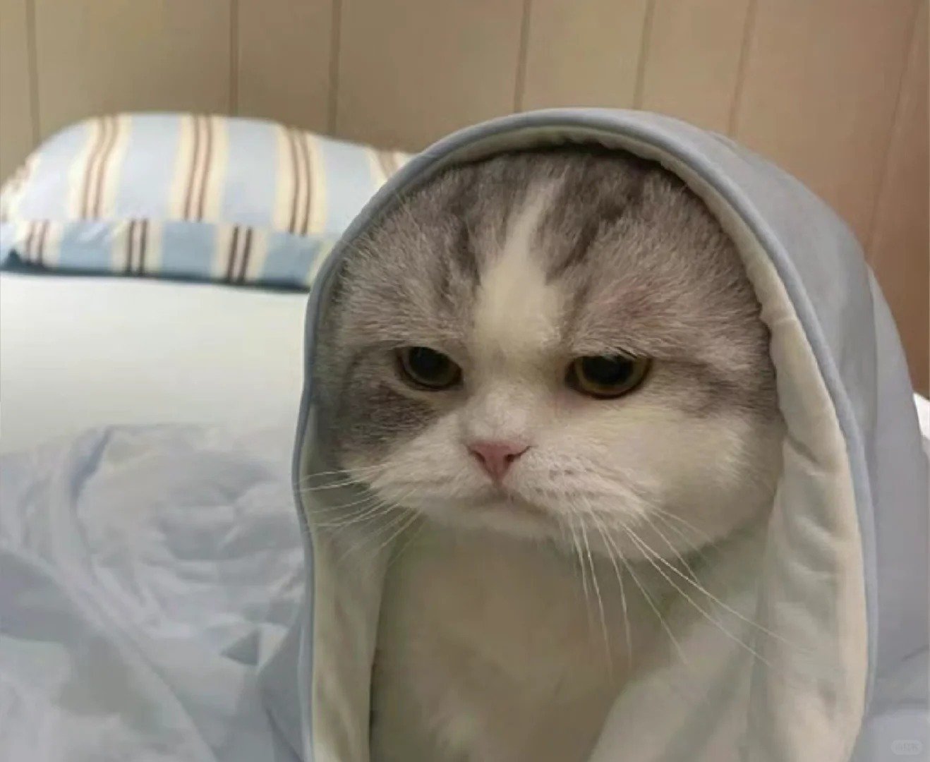 洁儿宝宝呀主播图片