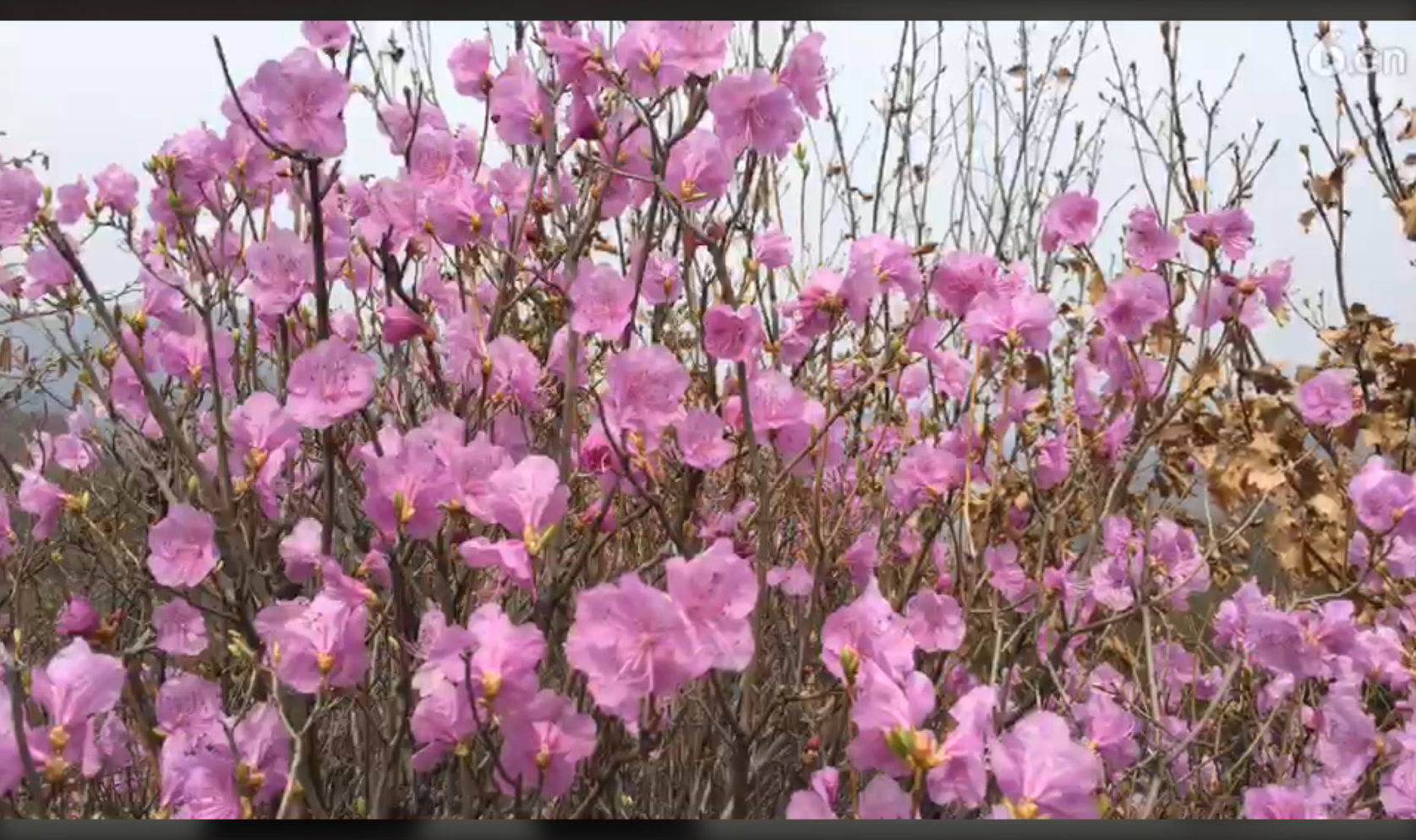 ╰つ子雲╰ゞ的图片