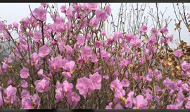 ╰つ子雲╰ゞ主播照片