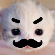 新人鱼丸爱猫