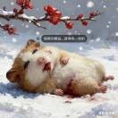 你是只小兔兔海报
