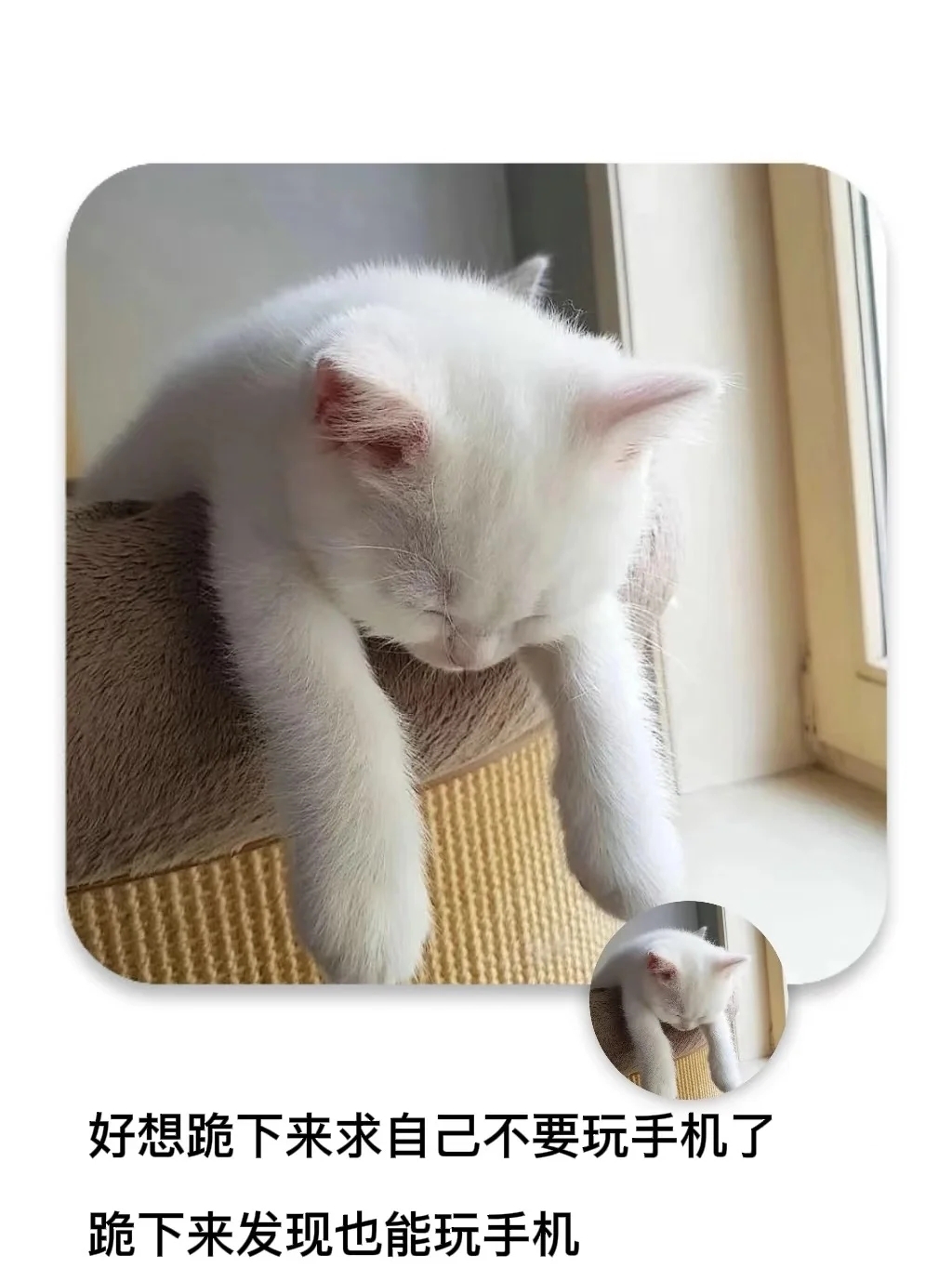 五月代理❀自动秒返主播图片