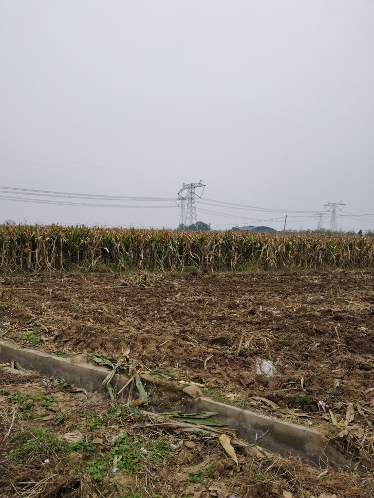 桃子🍑游园中主播图片