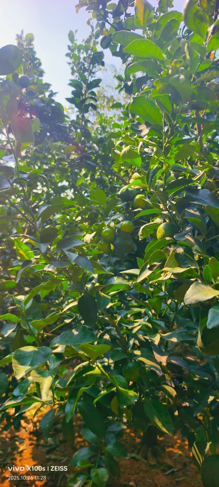 妞妞骑行南宁的主播照片