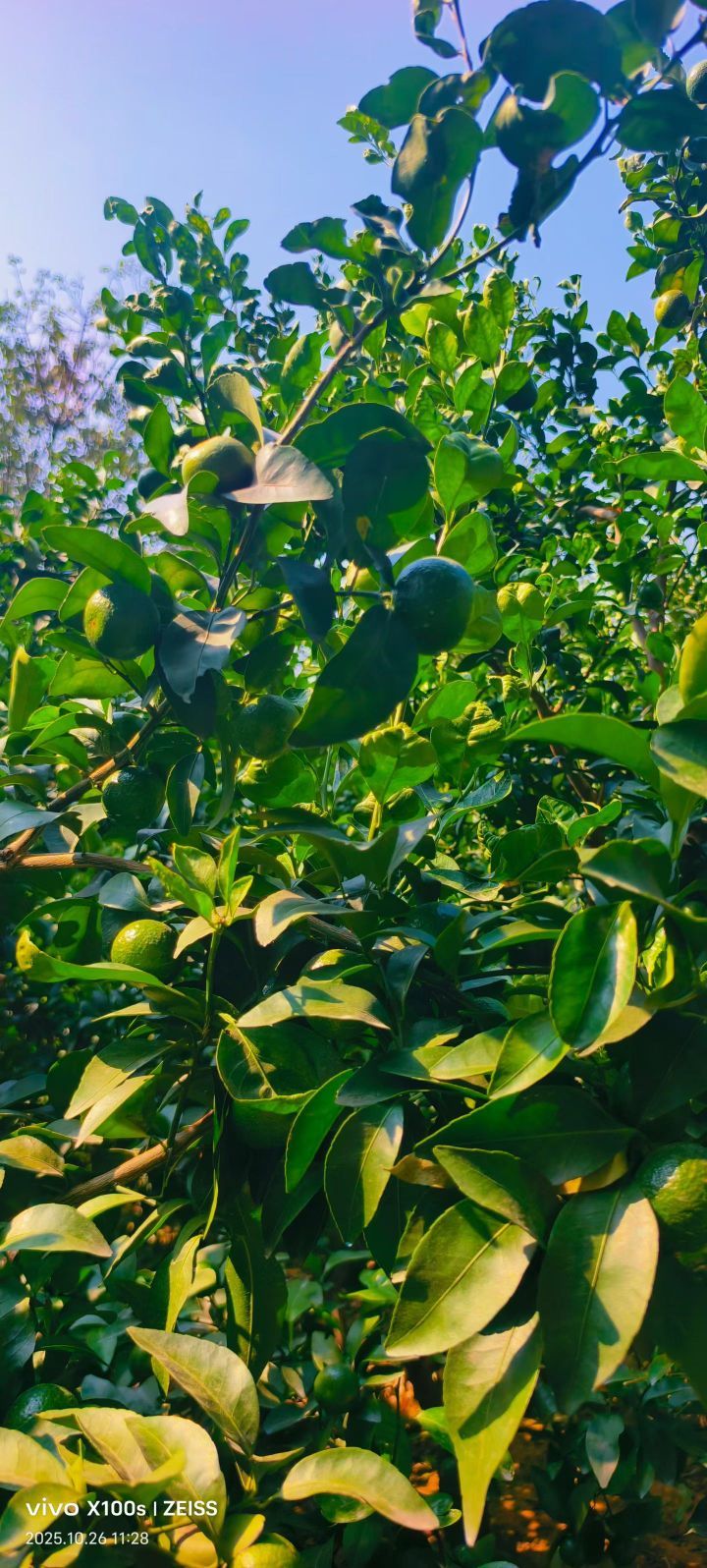 妞妞骑行南宁的主播照片