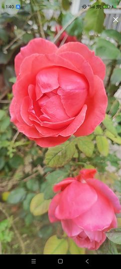 婷婷💕感恩有你陪伴的图片