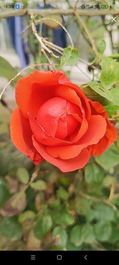 婷婷💕感恩有你陪伴的图片