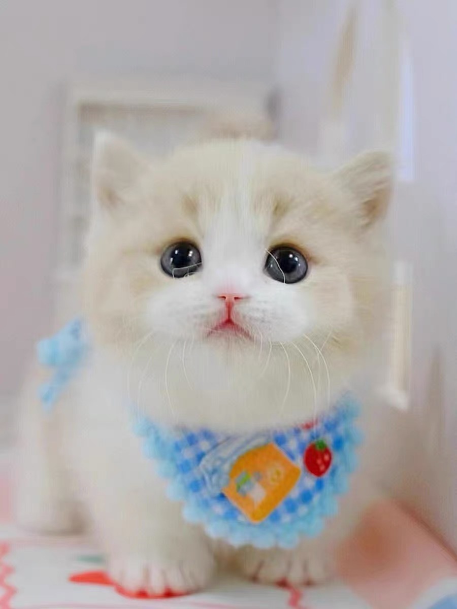 ღ柳柒柒保护她的梦主播图片