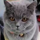 紫薯布丁的头像