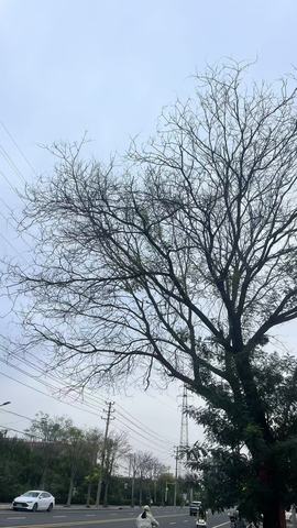 新人-诺诺大王^-^的图片