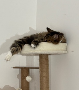 是林暮吖的图片