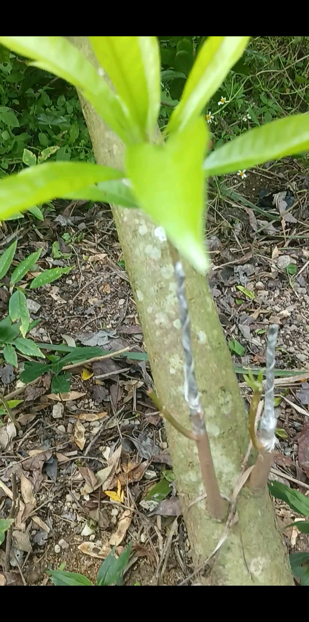 化州市专业嫁接果苗，