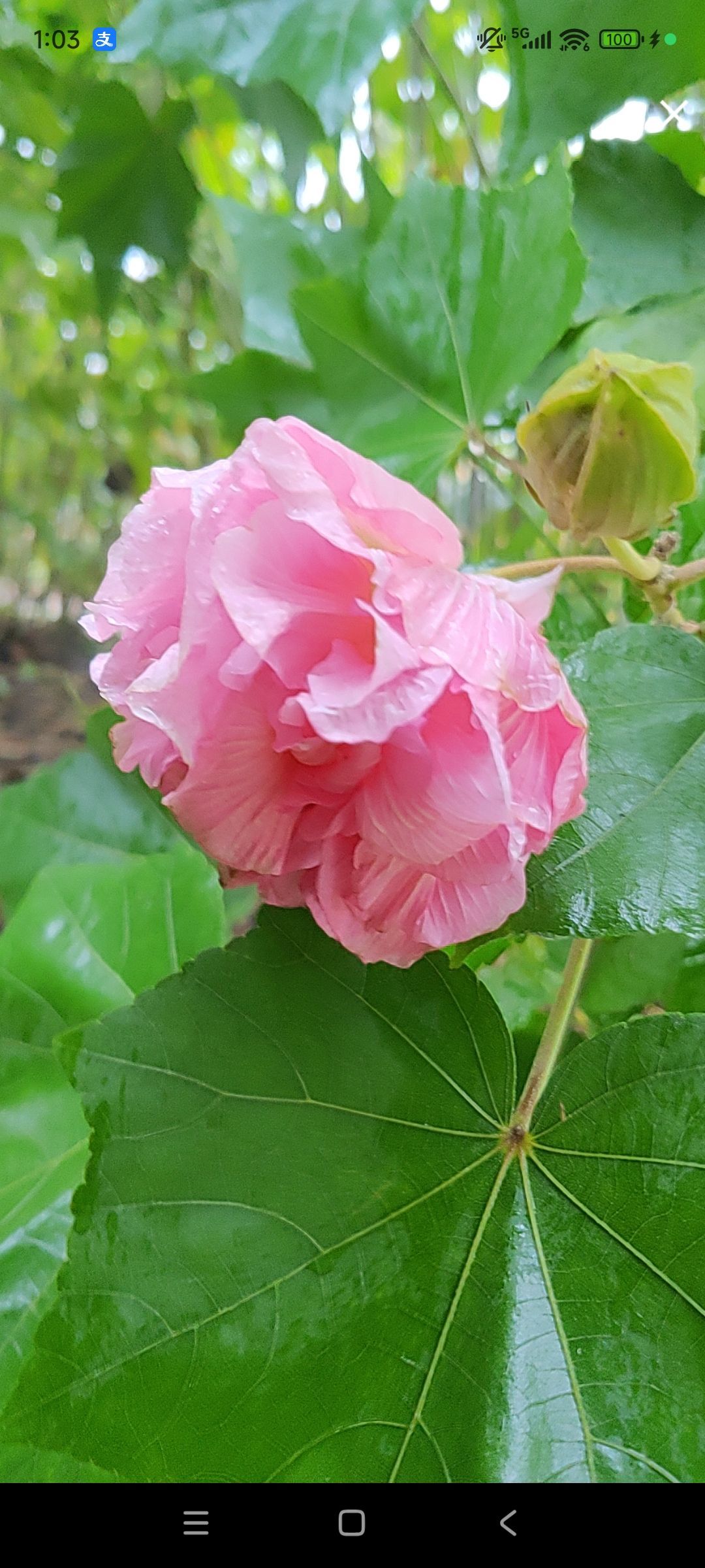 婷婷💕感恩有你陪伴主播图片