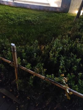 桃子🍑游园中的图片