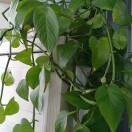 好人一生平安SMi