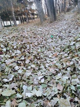 天王盖地虎虎044的图片