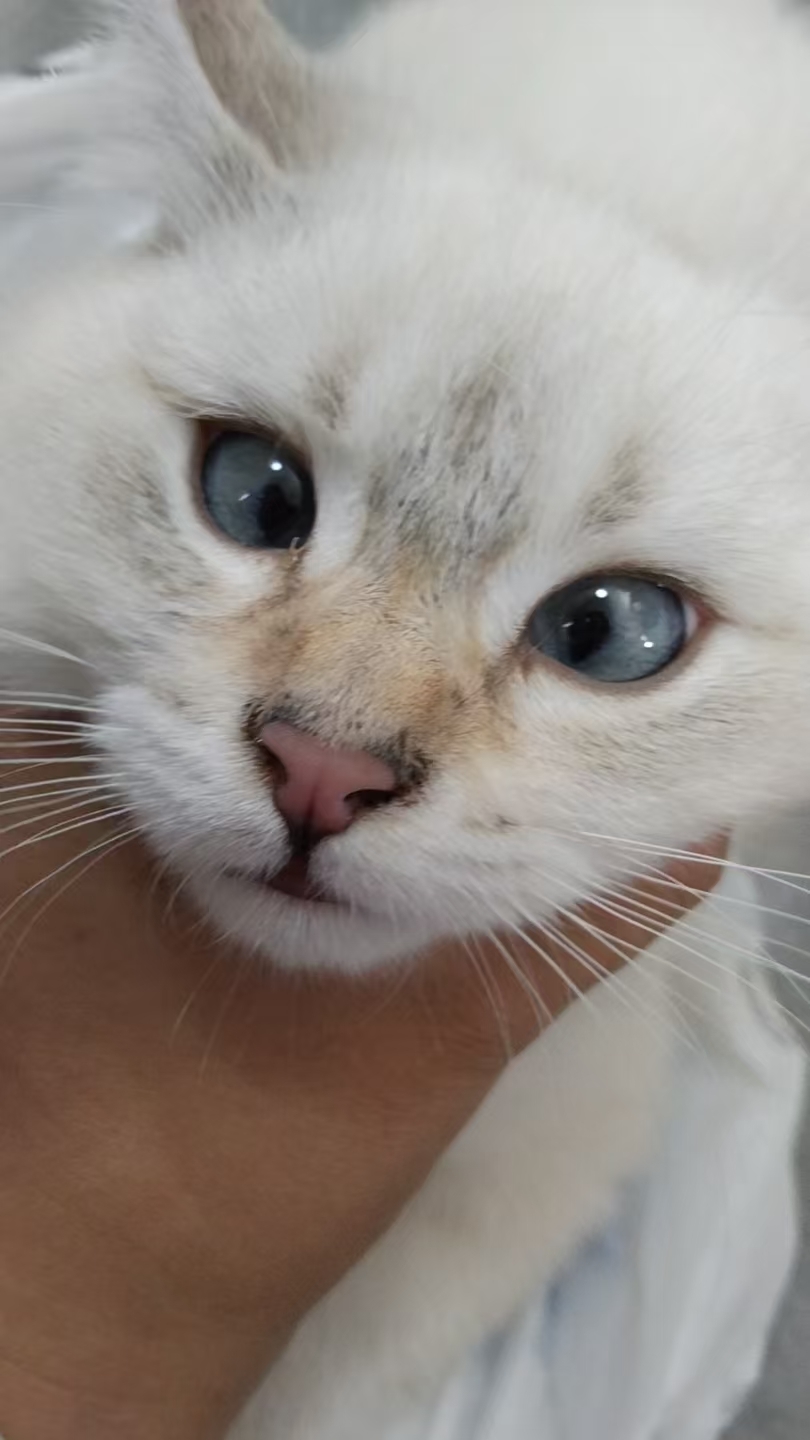 海绵宝宝🐾主播图片