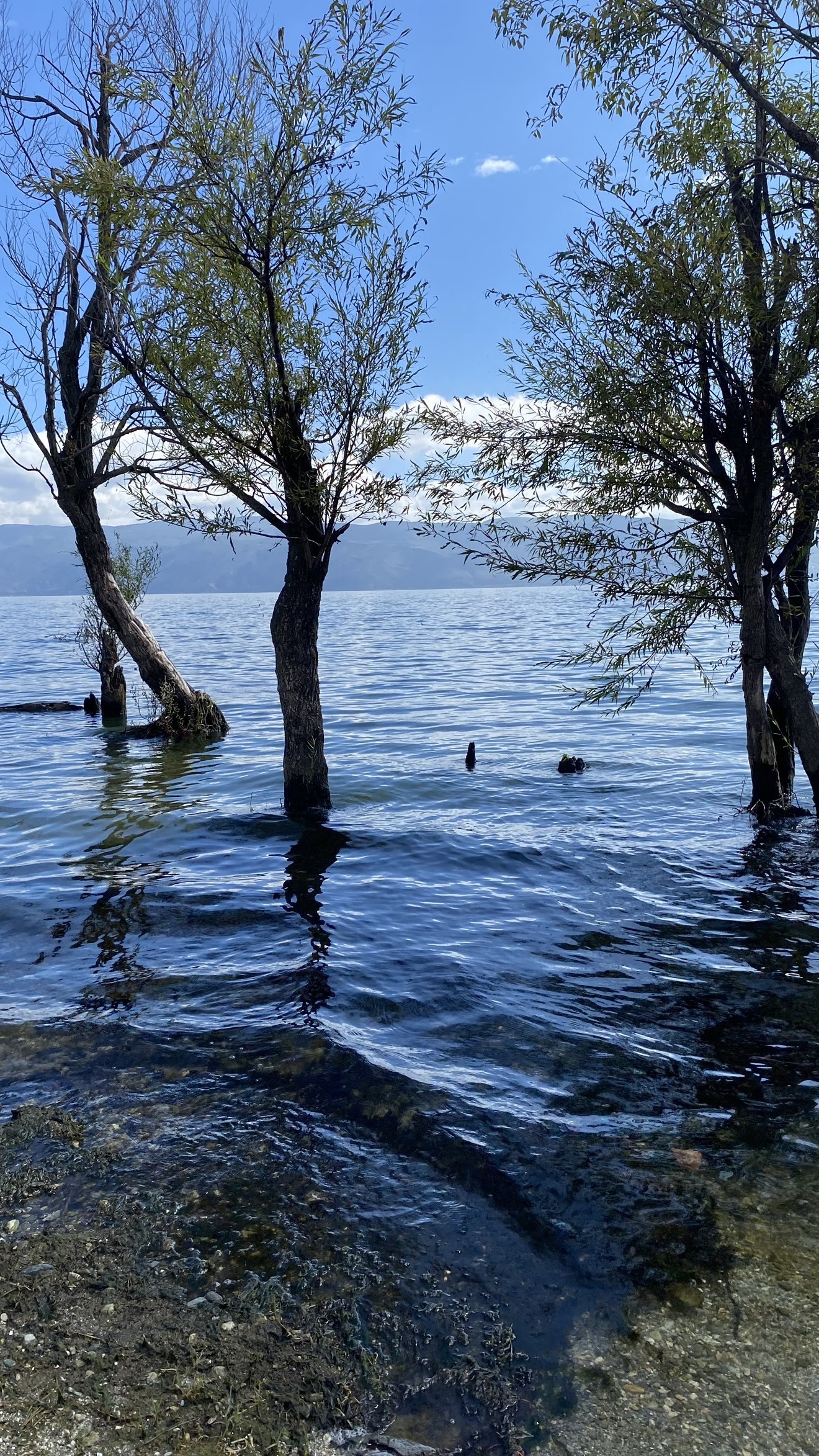 奕珂想吃饱饱主播图片
