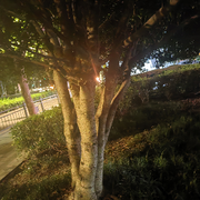 兰子总大，牌牌搁不下海报