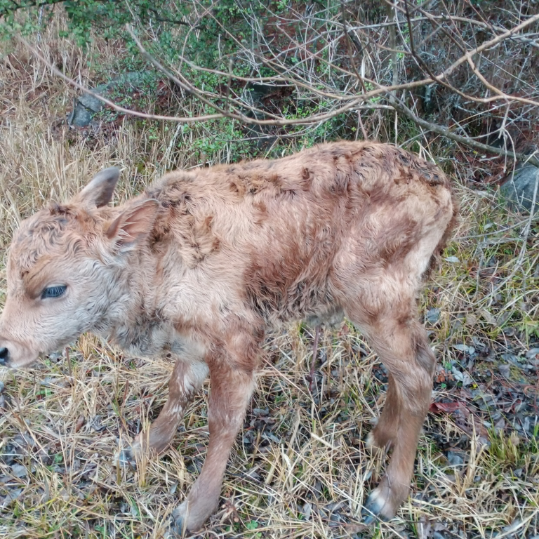 找漂亮婆娘海报