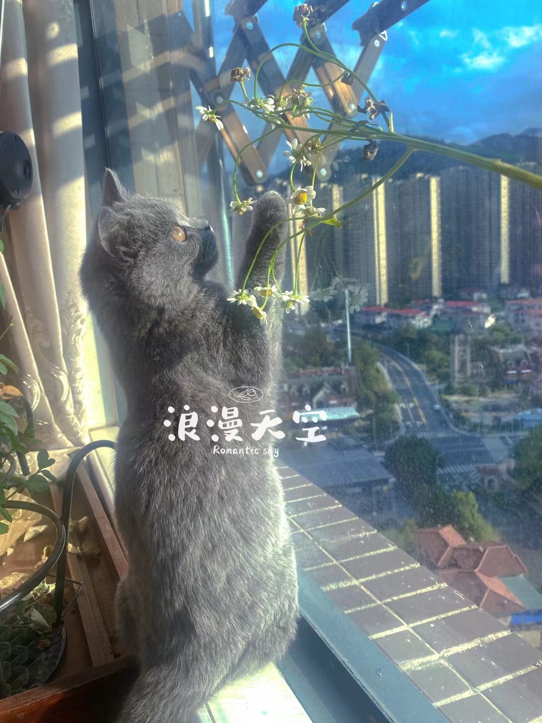 方儀??人間限量版的主播照片