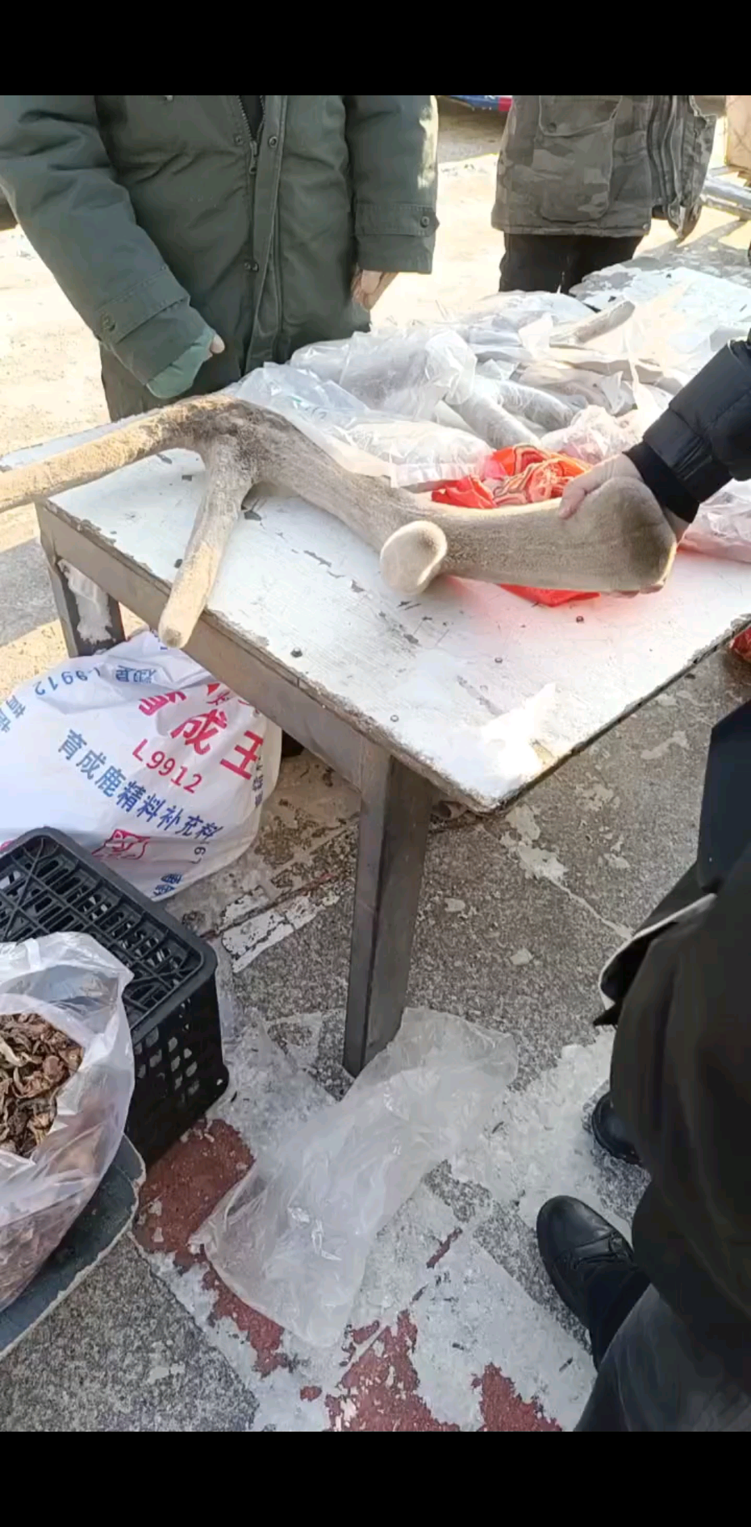 马鹿的鹿茸长这样的/