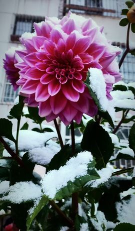 七格格💋军训队长的图片