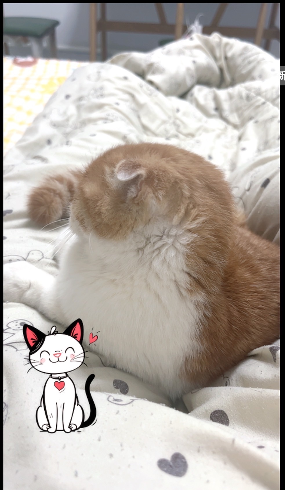 新人-温游游～主播图片