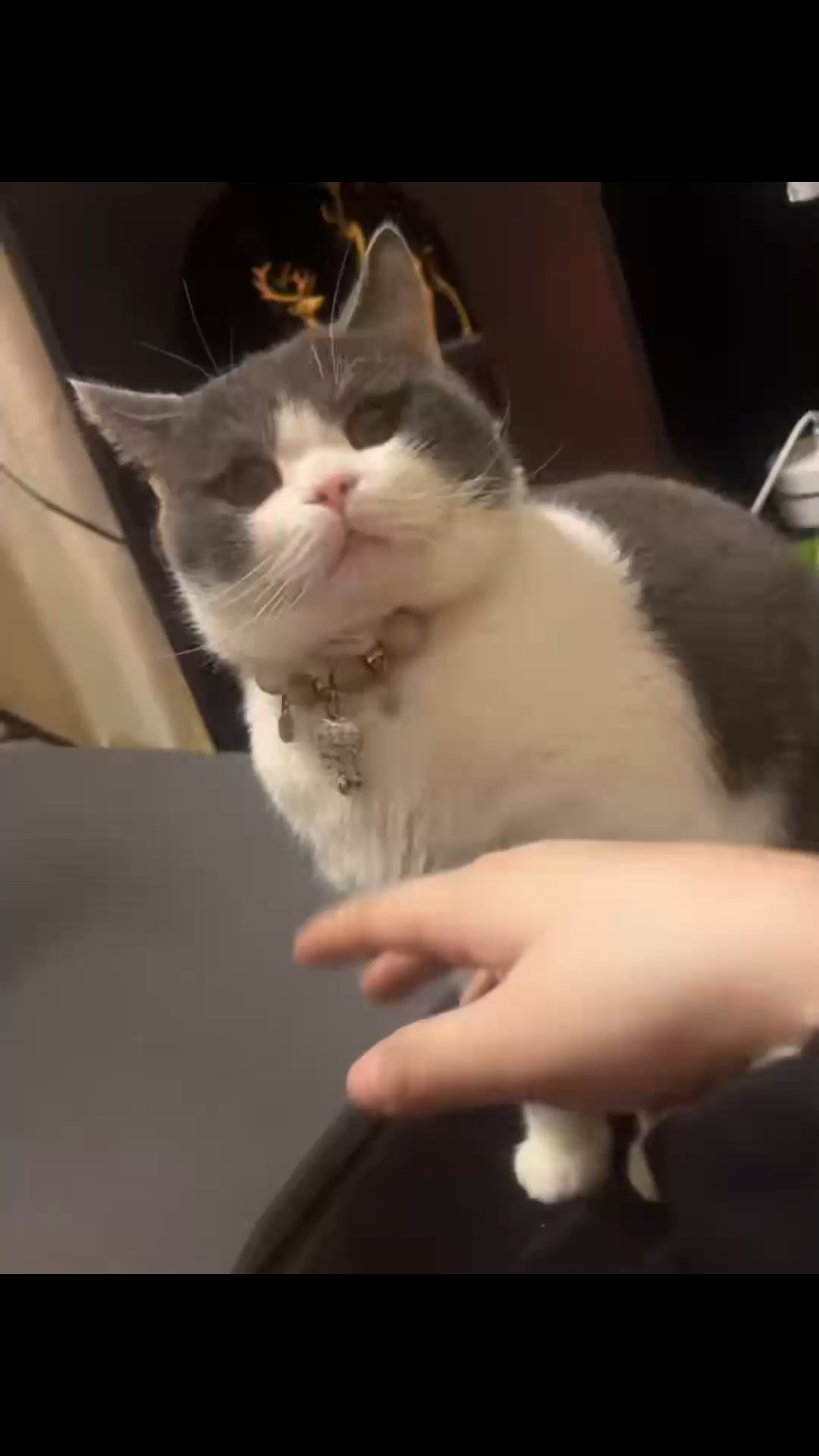 它好傲娇啊！不让调戏