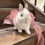 不开心就噜噜脸