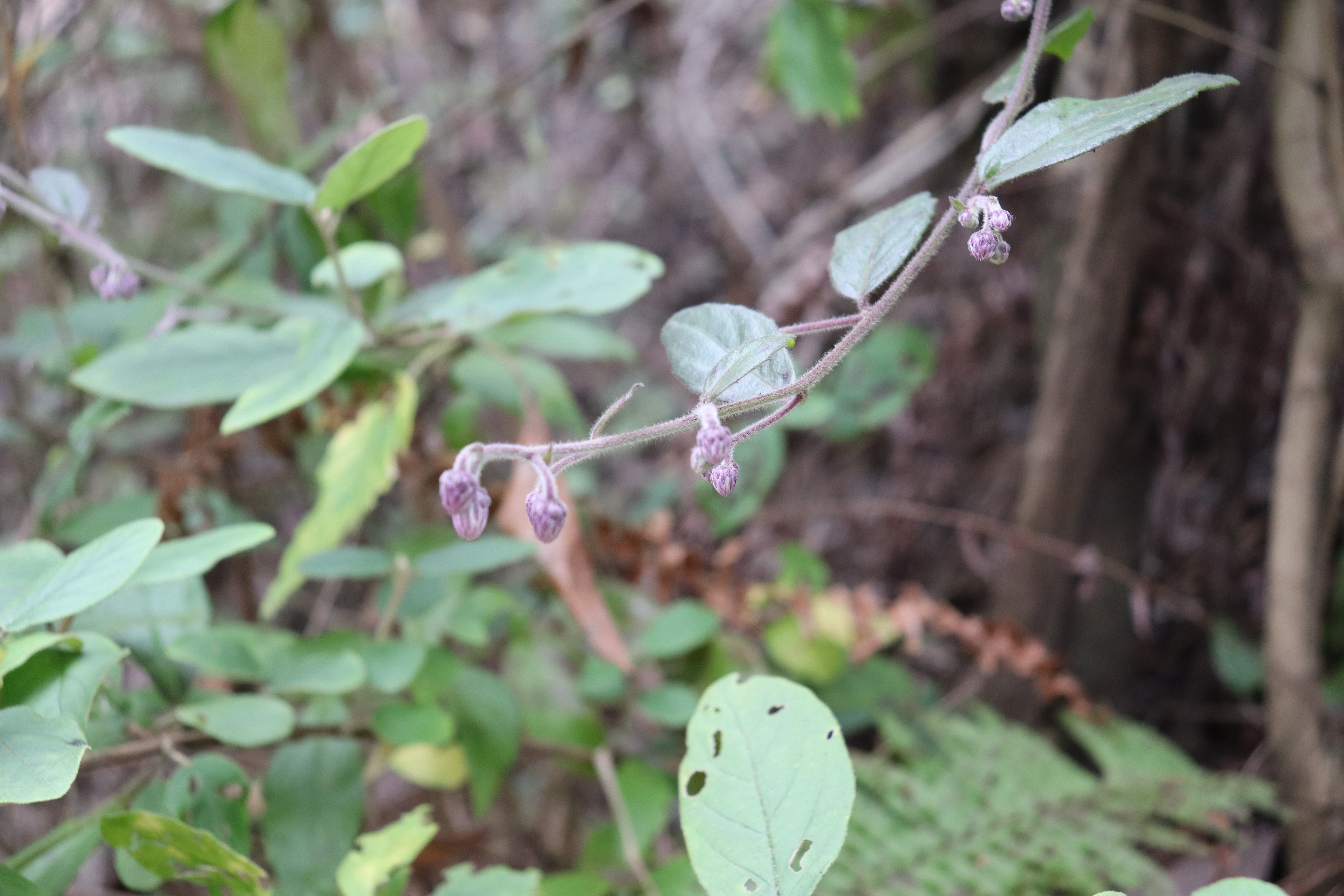 涵十八♫主播图片